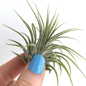 Air Plants