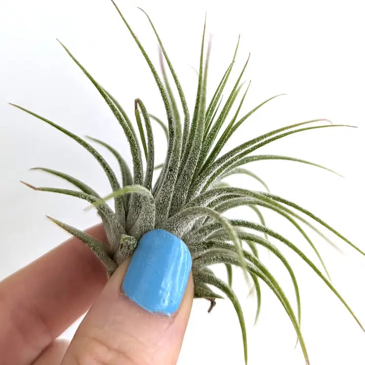 Air Plants [ tillandsia ]