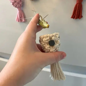 Macrame Air Plant Holder