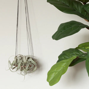 Minimal Xerographica Plant Hanger