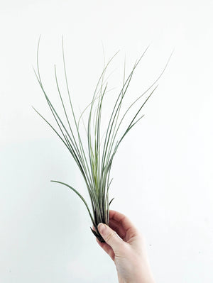 Air Plants