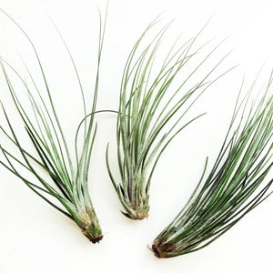 Air Plants