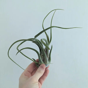 Tillandsia Medusae -air plants