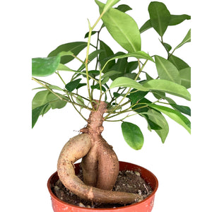 4" Ficus Ginseng