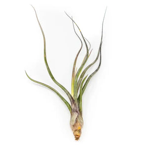 Air Plants