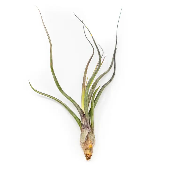 Air Plants