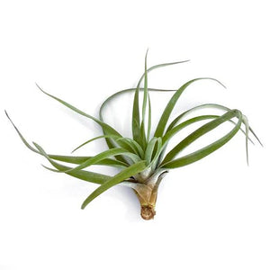 Air Plants