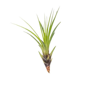 Air Plants