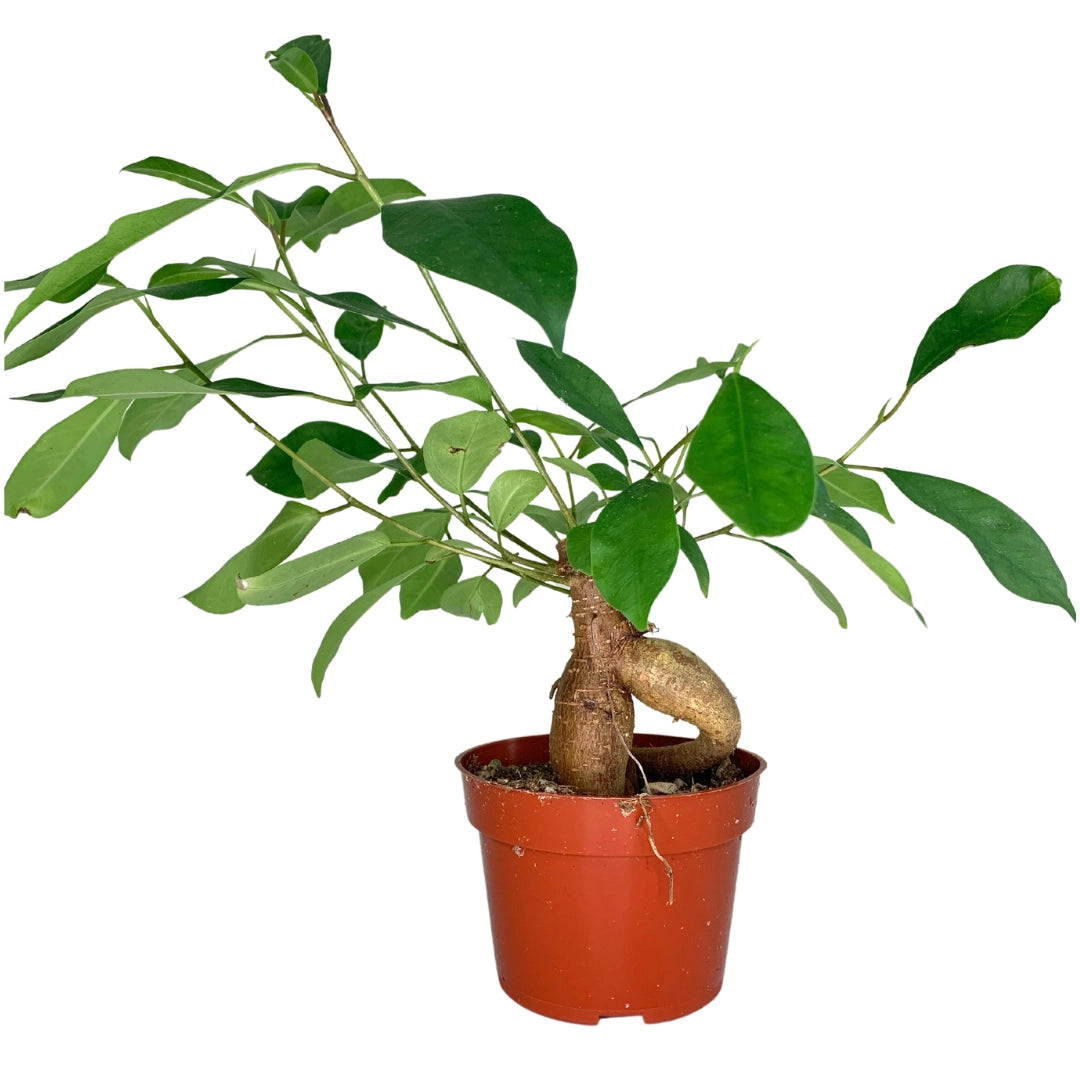 4" Ficus Ginseng