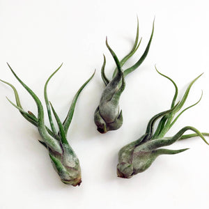 Air Plants