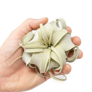 Air Plants